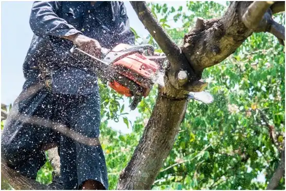 tree services Wauna